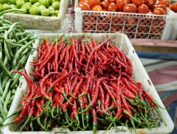 Panen Melimpah, Cabai Merah di Padang Panjang Turun Setengah Harga