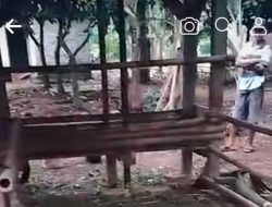 Lagi Lagi Dua Ekor Sapi Milik Warga Trans Tanjungan Di Gasak Maling