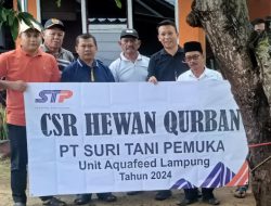 PT. STP Bagikan Hewan Qurban 1 Sapi dan 3 Kambing