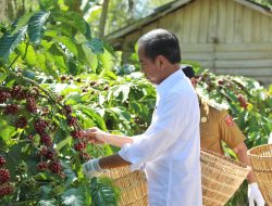 Lampung Posisi Kedua Terbesar Produksi Kopi Nasional