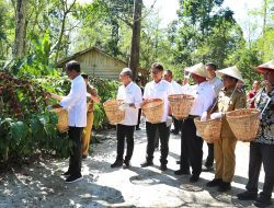 Presiden Jokowi Tinjau Perkebunan Kopi di Lampung Barat
