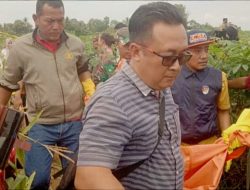 Mayat Perempuan di Temukan di Ladang Jagung Terbungkus Karung