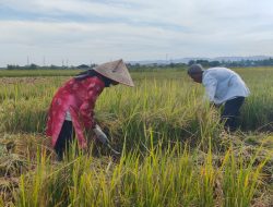 Harga Gabah Kering Rp7.000 per Kg, Petani Aceh Besar Bersyukur
