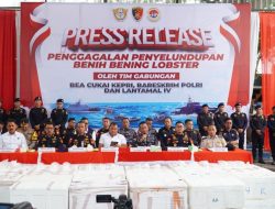 Polri Gagalkan Penyelundupan 237.305 Benih Lobster di Perairan Bintan