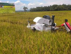 Guru Besar UGM Dorong Bulog Intervensi Harga Gabah untuk Ringankan Beban Petani