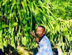 Dari Sawit ke Buah Naga: Kisah Inspiratif Petani Bengkalis Raih Rp100 Juta Per Bulan