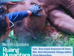 Dunia Konservasi Berduka, Anak Gajah Ikonik Tari Kalista Lestari Mati Mendadak di Tesso Nilo