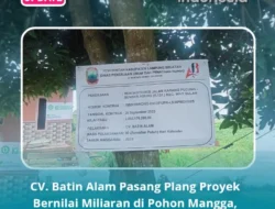 CV. Batin Alam Pasang Plang Proyek Bernilai Miliaran di Pohon Mangga, Warga Way Sulan Beri Julukan ‘Penunggu Pohon’