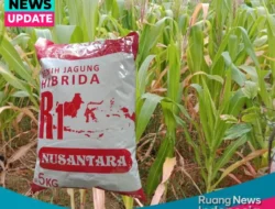 Petani Keluhkan Bantuan Bibit Jagung Diduga Berkualitas C dari Dinas Tanaman Pangan, Hortikultura, dan Perkebunan Lampung Selatan