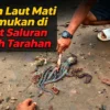 Hewan Laut Ditemukan Mati Dekat Aliran Limbah PT Indo Thai Coco, DLH Didesak Bertindak Tegas