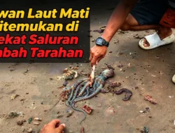 Hewan Laut Ditemukan Mati Dekat Aliran Limbah PT Indo Thai Coco, DLH Didesak Bertindak Tegas