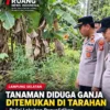 Tanaman Diduga Ganja Setinggi Satu Meter Ditemukan di Ladang Warga Tarahan, Polisi Lakukan Penyelidikan