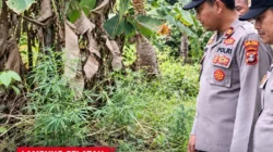 Tanaman Diduga Ganja Setinggi Satu Meter Ditemukan di Ladang Warga Tarahan, Polisi Lakukan Penyelidikan