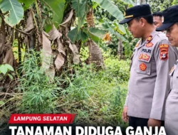 Tanaman Diduga Ganja Setinggi Satu Meter Ditemukan di Ladang Warga Tarahan, Polisi Lakukan Penyelidikan